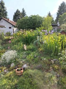 a garden filled with lots of flowers in a yard at Tamara in Vrdnik