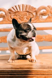 Питомец или питомцы в YueLore Retreat