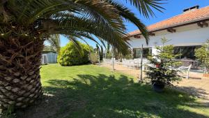 a palm tree in the yard of a house at Maison atypique familiale in Étaules