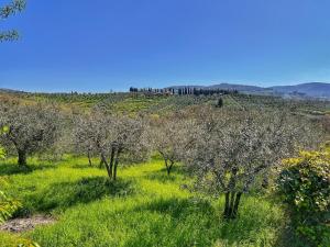 an orchard of apple trees in a green field at Corte di Muciafora Living in Borgo a Giovi