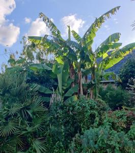 a banana tree in the middle of a garden at Longère de charme in Kervignac