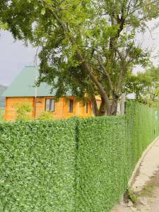A garden outside Sabauri