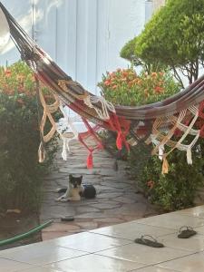 a black and white cat laying under a hammock at Quarto Centro de Palmas ao lado da JK in Palmas