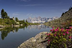 un lac avec des fleurs roses et des montagnes en arrière-plan dans l'établissement Ferienhaus Hermann, à Schladming