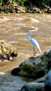 a white bird standing on rocks in the water at Mirador del Río in Honda