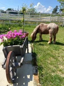 a pony standing next to a bench with flowers at Cà Bianca in Casorzo