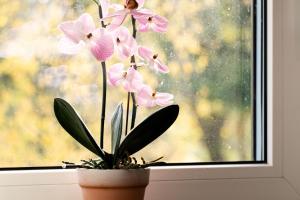 a vase with pink flowers in a window at Ferienwohnung Kunterbunt Eckernförde in Eckernförde