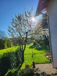 Zahrada ubytování Ferienwohnung Kiefernwald