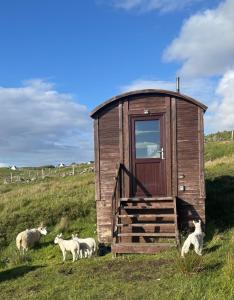 a group of sheep standing around a wooden shed at Eco Crofter's Wagon by the Sea - Off Grid Experience - No electricity - As seen soon on Netflix in Oldshoremore