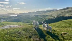 a group of sheep standing on top of a hill at Eco Crofter's Wagon by the Sea - Off Grid Experience - No electricity - As seen soon on Netflix in Oldshoremore