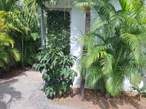 Zahrada ubytování Tropical Palm Retreat