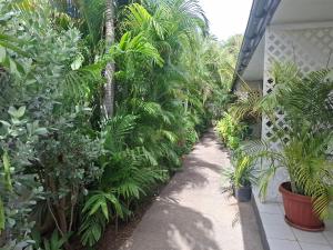 Zahrada ubytování Tropical Palm Retreat