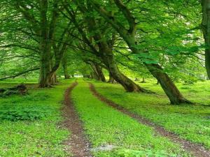 Naturlandschaft in der Nähe der Ferienwohnung