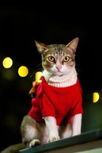 a cat wearing a red sweater is standing on a table at VinaEcolife Lodge in Ba Tri