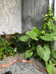 a garden with green plants next to a wall at Nhà Lười Homestay in Hue