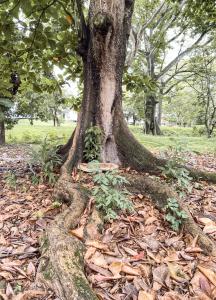 Photo de la galerie de l'établissement Hosteria La Real, à Santa Fe de Antioquia