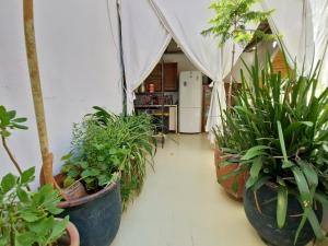 Um jardim no exterior de HOSTEL bANANA
