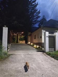 スタツィウネア・クリマテリカ・スンバタにあるCăsuța cu Braziの家の出入り口に座る猫