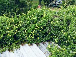 a group of plants with yellow flowers on a fence at Delight Villa in Tangalle