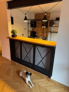 Domáce zviera alebo zvieratá hostí v ubytovaní Apartamenty Studio