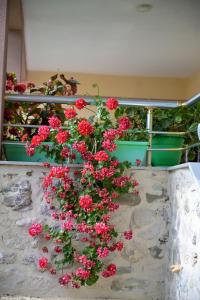 Fotografie z fotogalerie ubytování Endri Guest House  + 34 fotografií