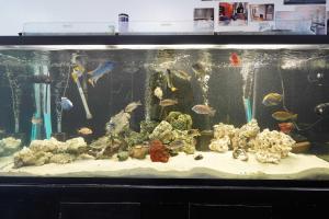 a large aquarium with many different types of fish at New Loft 3 min to Local hospitals Sleeps 4 in Pittsburgh