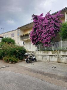 a scooter parked in front of a building with purple flowers at Rooms Mirjana in Trogir