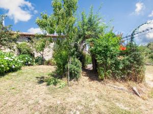 małe drzewo w ogrodzie z krzewami w obiekcie Traditional Apartment in Ribeira Sacra with Garden w mieście Castillón