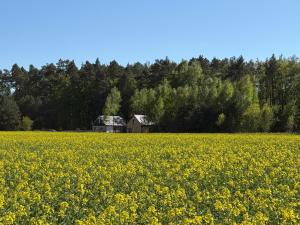 a house in the middle of a field of yellow flowers at LESNA 41a - Nowoczesna Stodoła w stylu skandynawskim in Dobrcz +4 photos