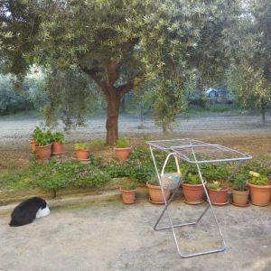A garden outside Relax al mare