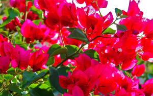 a bush of red flowers with green leaves at Pousada Bougainville in Pirenópolis