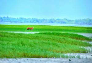 Fotografie z fotogalerie ubytování Jo'stel Hotel Tufan - Sundarban v destinaci Purbbadulki