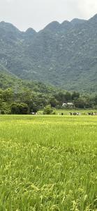 a field of green grass with mountains in the background at Hoa Mường Pa Homestay in Mai Chau