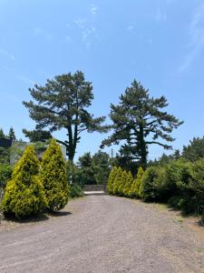 a driveway lined with bushes and two trees at Sogil inner Forest in Jeju
