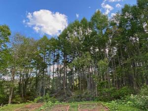 a forest of trees with a blue sky and clouds at ココロとカラダの陽転スポット～八甲田アマテラスリトリート in Aomori