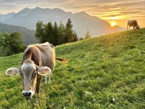 Animale la sau în apropiere de acest chalet