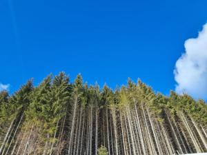 度假屋周边自然景观