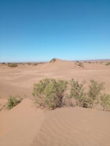 a group of bushes in the desert at قصر الركابي in Mhamid