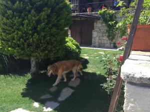 Ospiti di Ada Bacchus Hotel con animali domestici