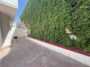 a green wall with a small chair next to it at Bonanza Casa de Huespedes in Ciudad Juárez