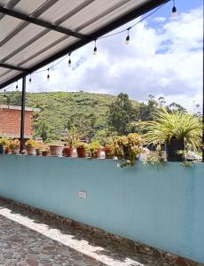 a blue wall with potted plants on it at La Casa del NONO in Cajamarca