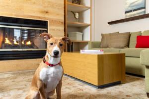 a brown and white dog sitting in a living room with a fireplace at Country Inn & Suites by Radisson, Springfield, OH in Springfield +28 photos