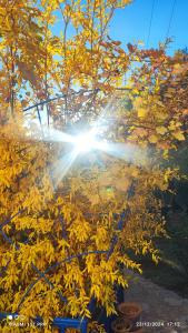 a sun shining through a tree with yellow leaves at Maison Touria in Ouzoud