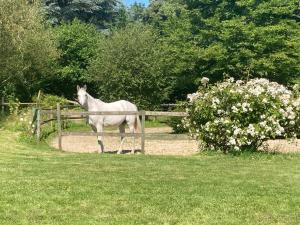 a white horse standing next to a fence at Duplex - forêt de Rambouillet in Gambaiseuil
