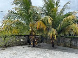 two palm trees standing next to a wall at Garnizoenspad appartementen in Baskamp