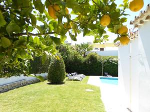 a yard with an orange tree and a swimming pool at Strip by Check-in Portugal in Albufeira