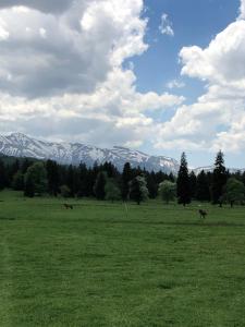 a field with horses in it with mountains in the background at Bakuriani Kokhta Apartments in Bakuriani