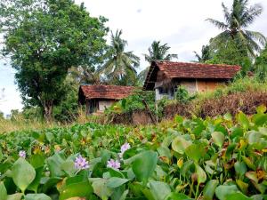 a house in a field of lily pads at Lake Cabin in Polonnaruwa