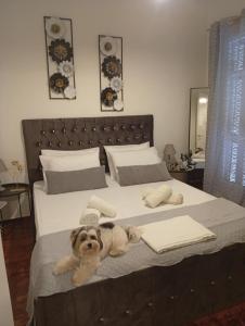 Un perro acostado en una cama en un dormitorio. en Chanel Sunshine, en Kalamata