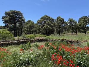 a field of flowers with trees in the background at V.V. Verde Amanecer 3 in Las Casas